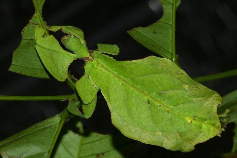 Листовидка - насекомое, которое можно спутать с листом